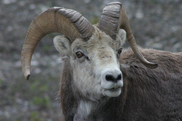 Wildlife Along the Alaska Highway